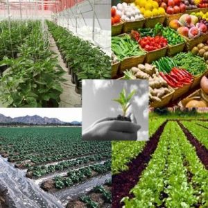 خدمات گیاهپزشکی باغات و مزارع